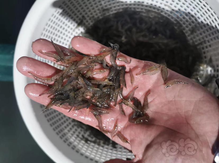 野生定水黑壳虾大量有货，欢迎订购-图4