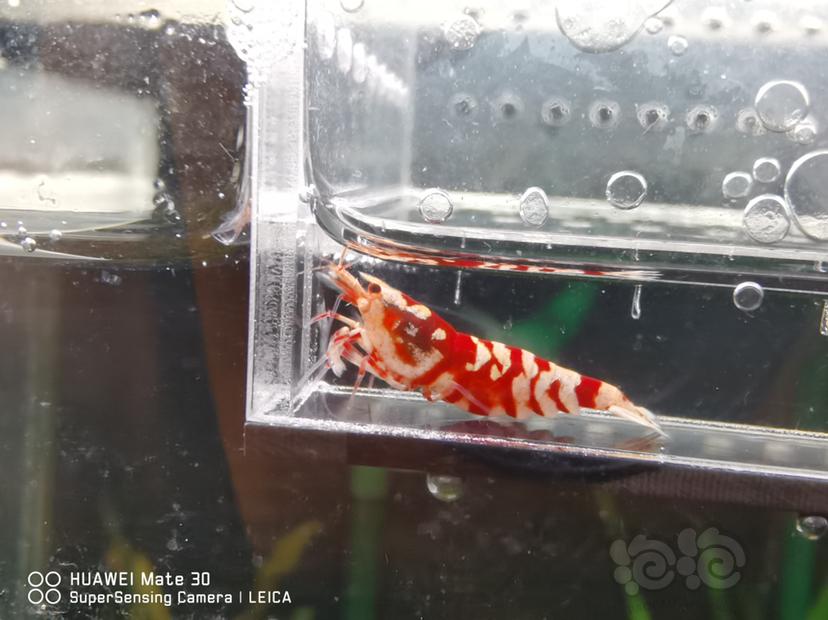 【虾】2022-07-11#RMB拍卖#太极红花虎两只-图2