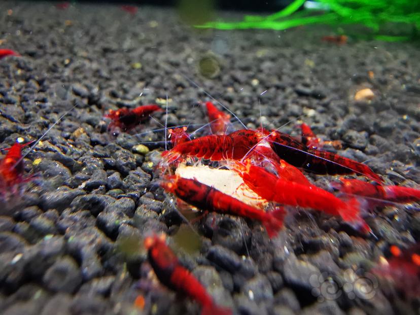 【水晶虾】出20只金眼全红虾苗-图5