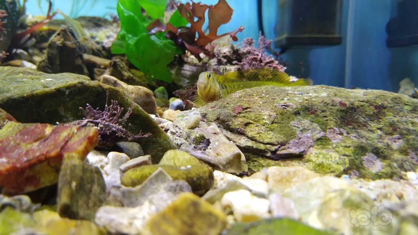 原生海藻、海草缸-图9