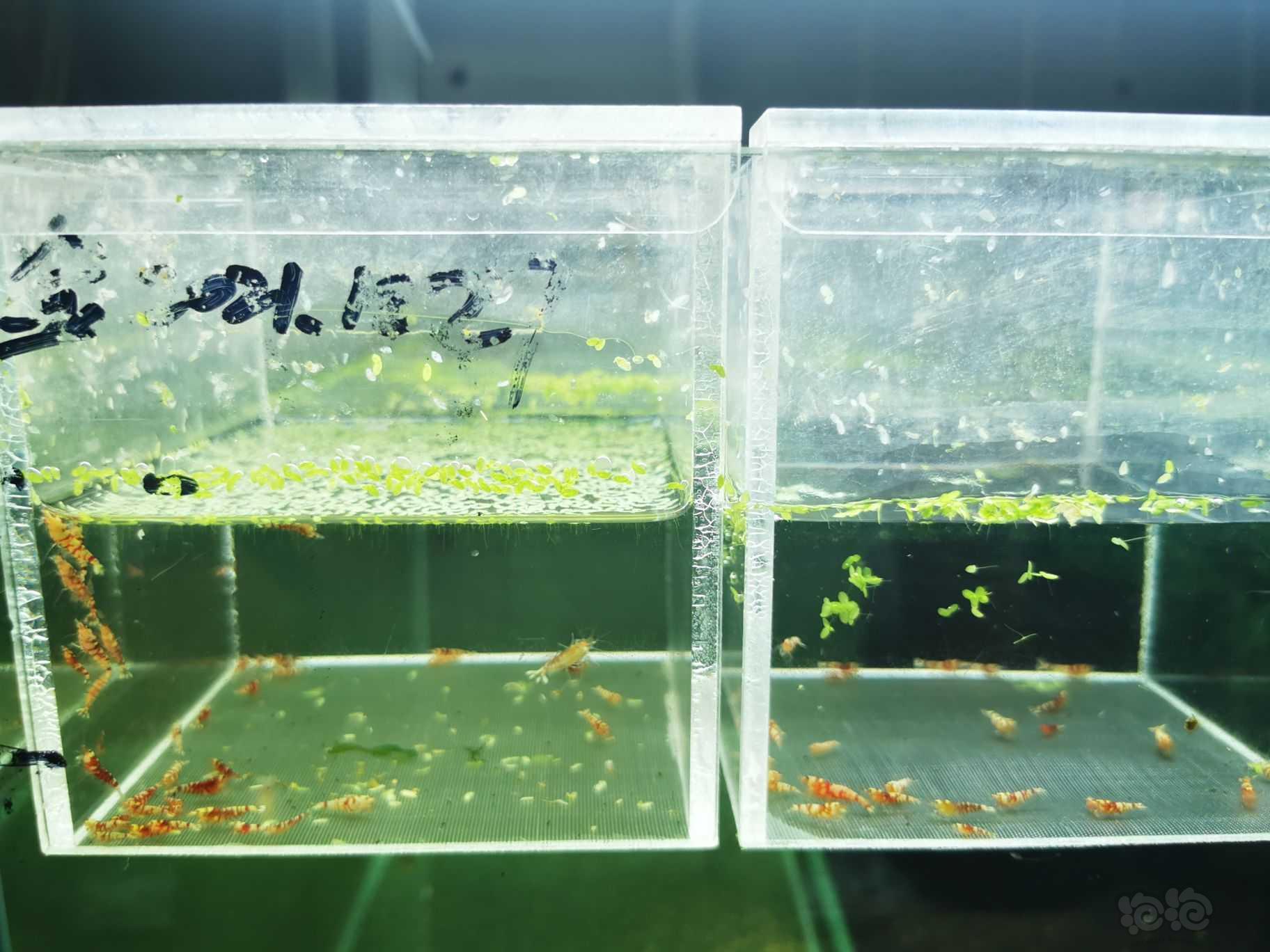 【虾】2022-07-31#RMB拍卖蓝淘汰幼虾一份80只-图2