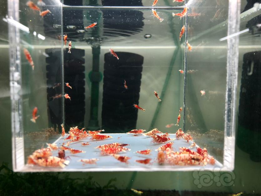 【水晶虾】清缸出售太极红花虎-图6