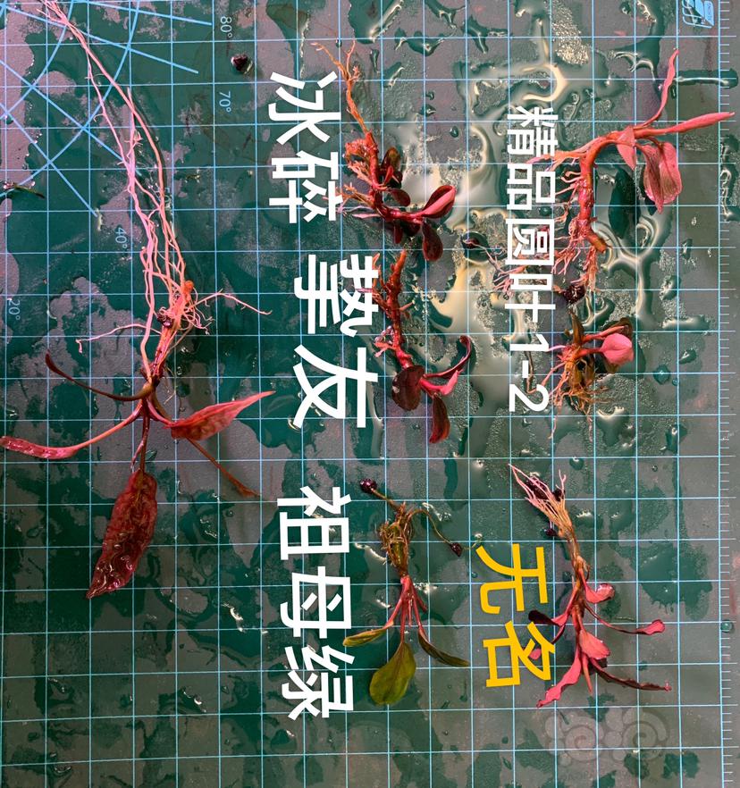 【水草】2022-07-17#RMB拍卖#六颗草-图7