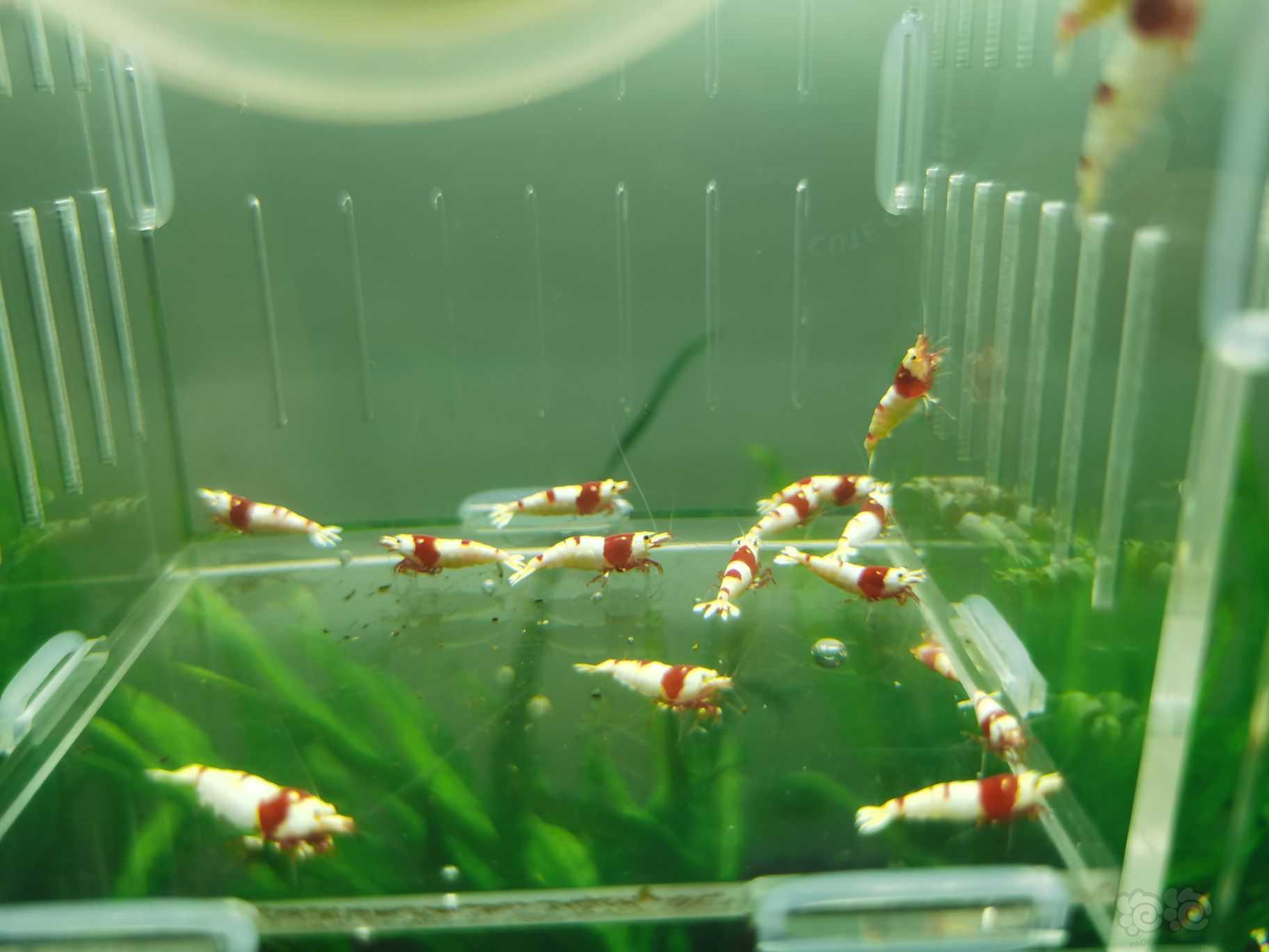 【水晶虾】出一份20只红白成虾繁殖组-图3