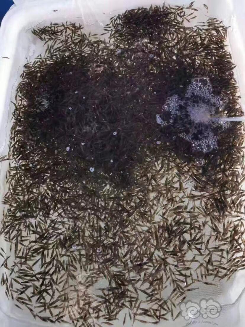 黑壳虾按斤批发，按只优惠，除藻喂鱼喂龟发色好-图1