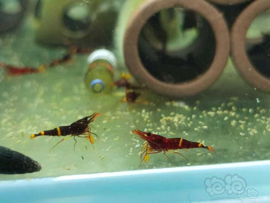 出售自家繁殖黄斑苏虾-图1
