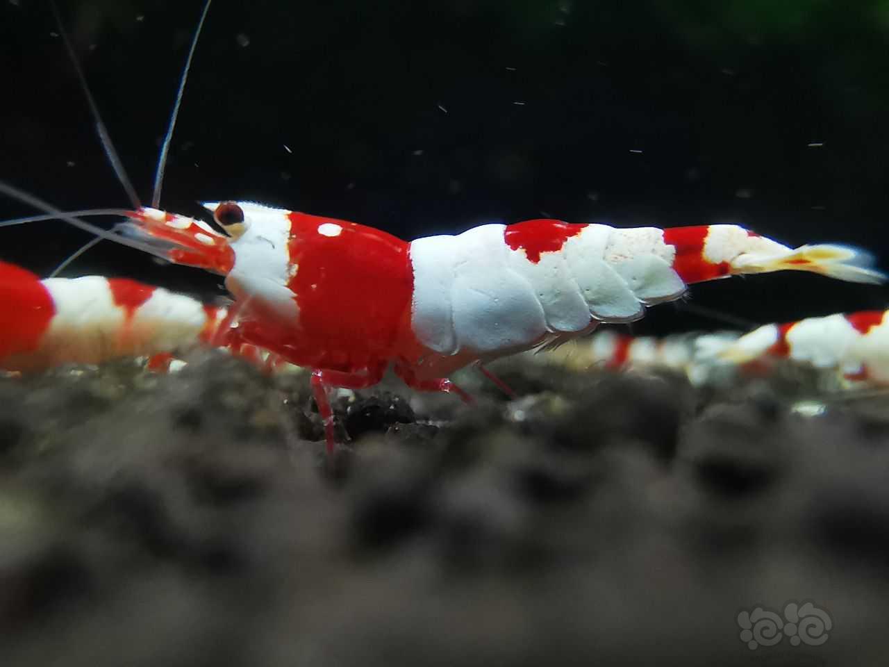 重甲红白虾-图1