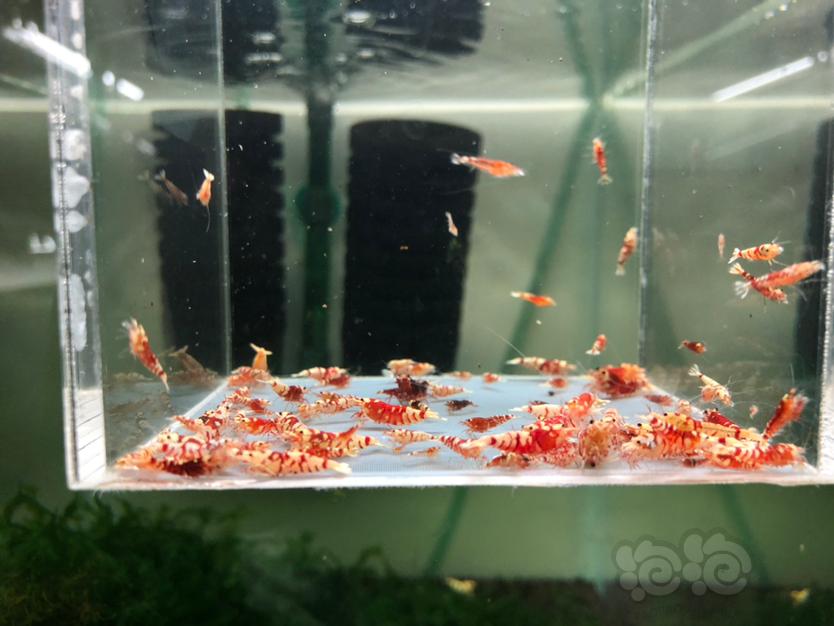 【水晶虾】清缸出售太极红花虎-图3