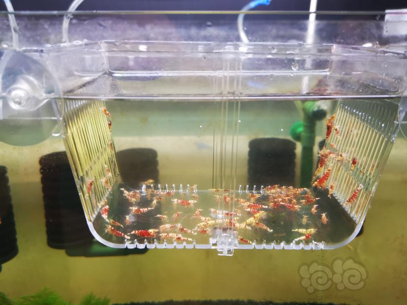 【虾】2022-07-29#RMB拍卖淘汰幼虾一组100只-图2