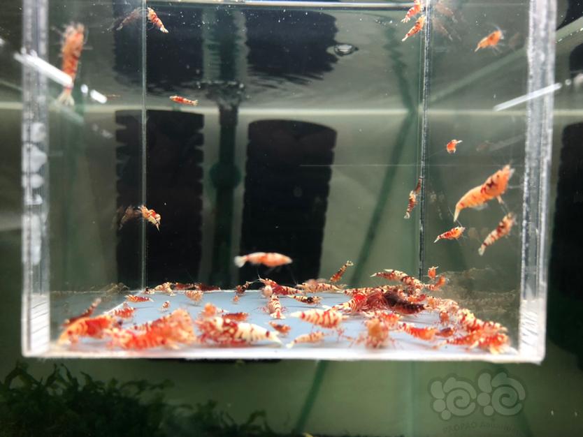 【水晶虾】清缸出售太极红花虎-图5