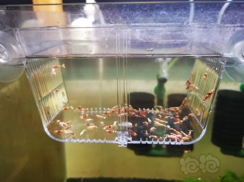【虾】2022-07-30#RMB拍卖淘汰幼虾一组100只-图3