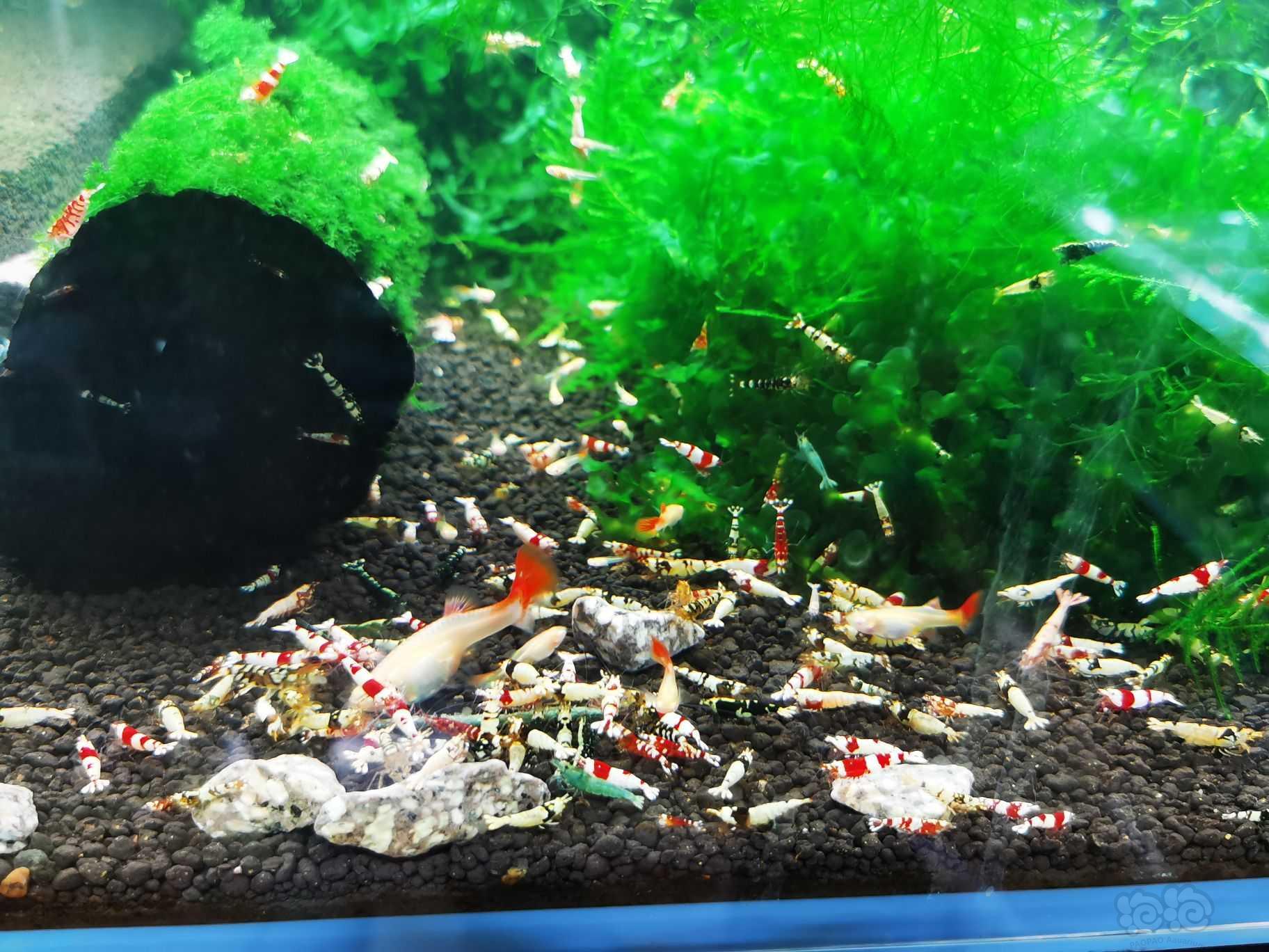 【水晶虾】一缸子300多个红白红花虎黑花虎 基本都是新成大虾 非老虾-图1