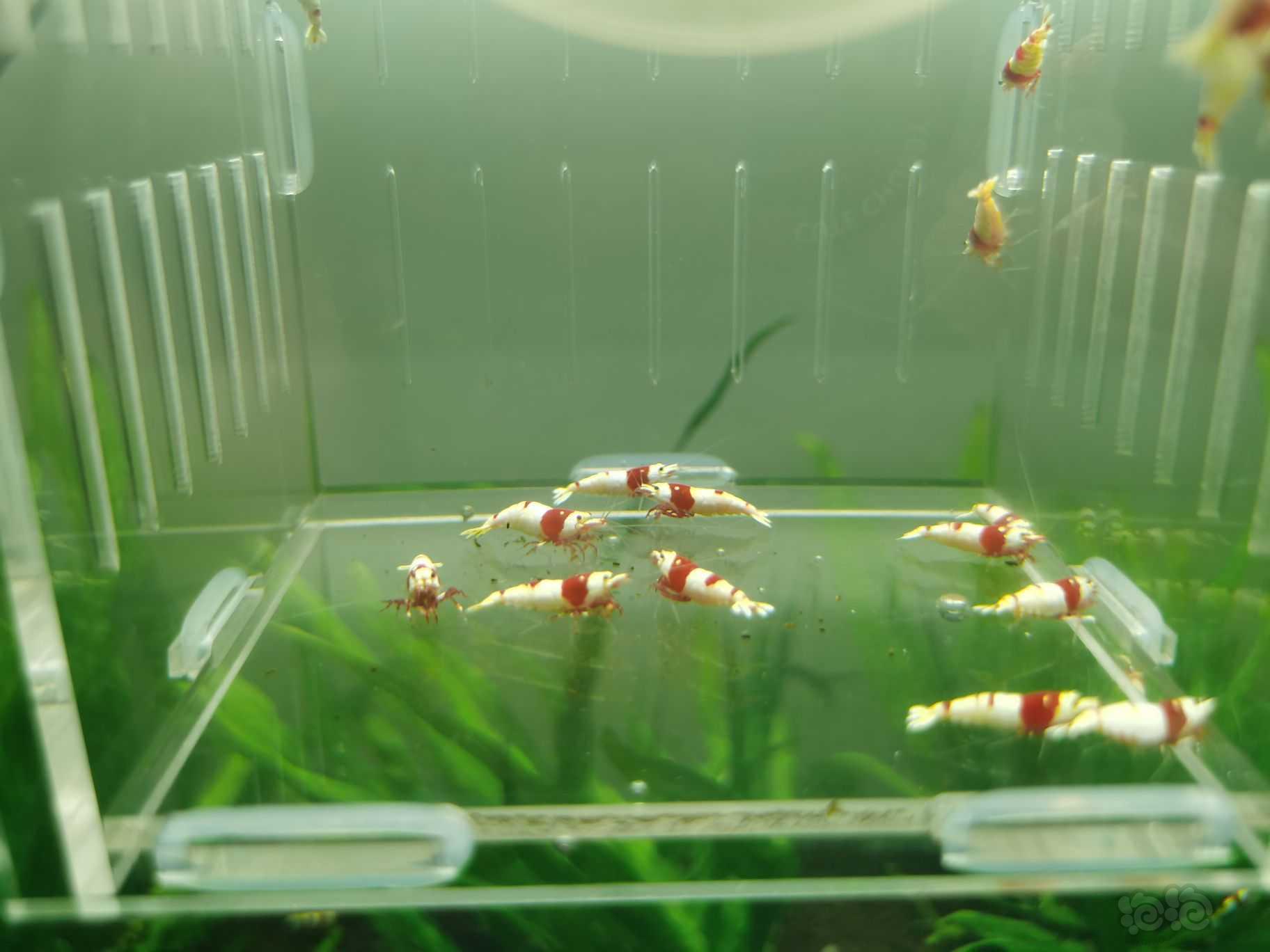 【水晶虾】出一份20只红白成虾繁殖组-图5