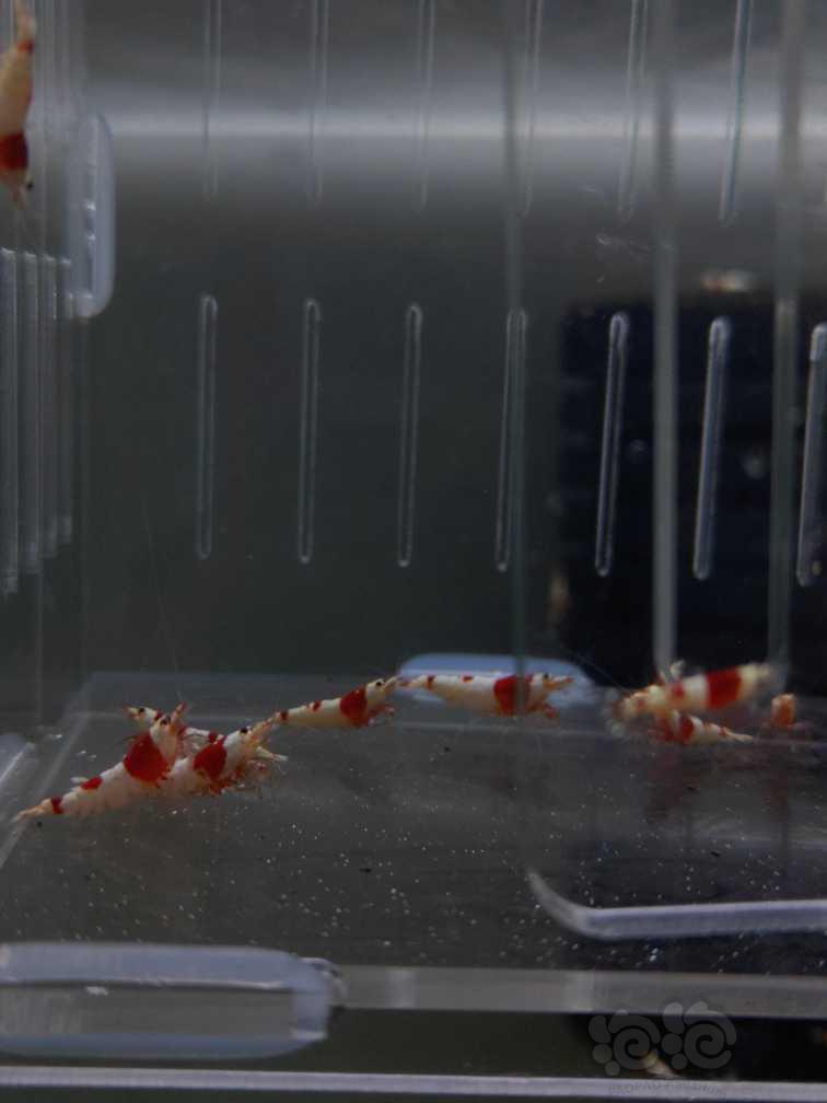 【水晶虾】大量出纯血红白-图6