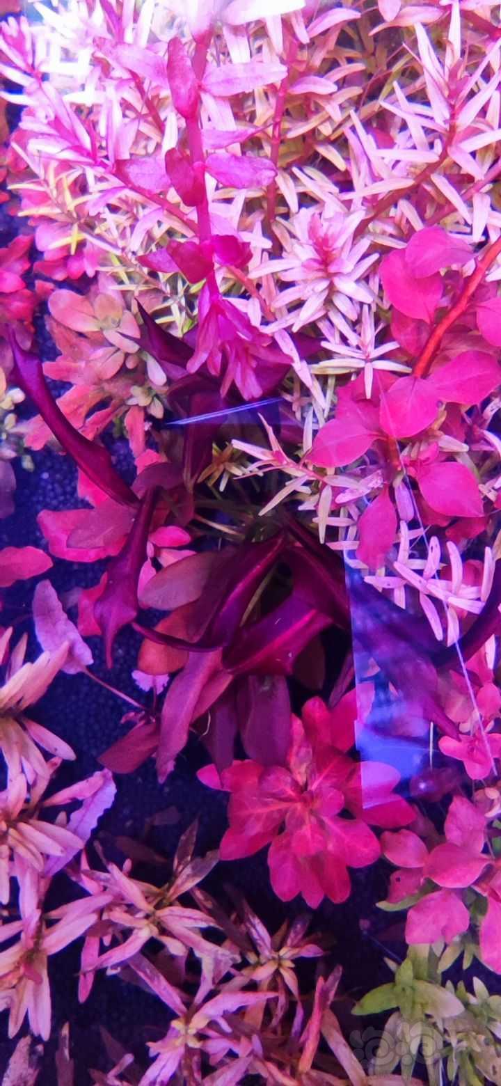 紫爵皇冠这叶子就是卷的吗？还是因为太热了？-图1