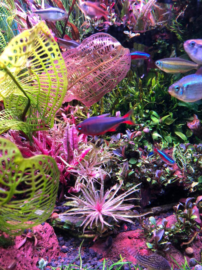 【灯科鱼】蓝钻红梅-图8