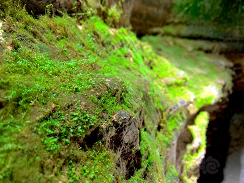 【苔藓】洞穴中的一抹绿色-图3