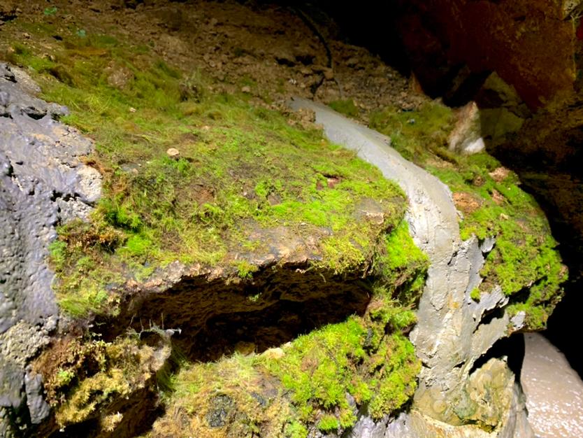 【苔藓】洞穴中的一抹绿色-图5