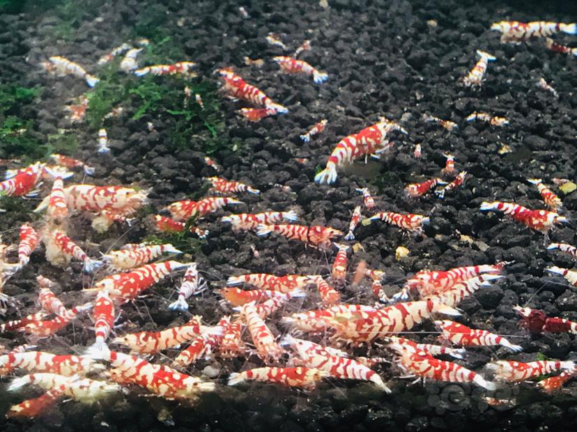 【水晶虾】清缸出太极红花虎-图1