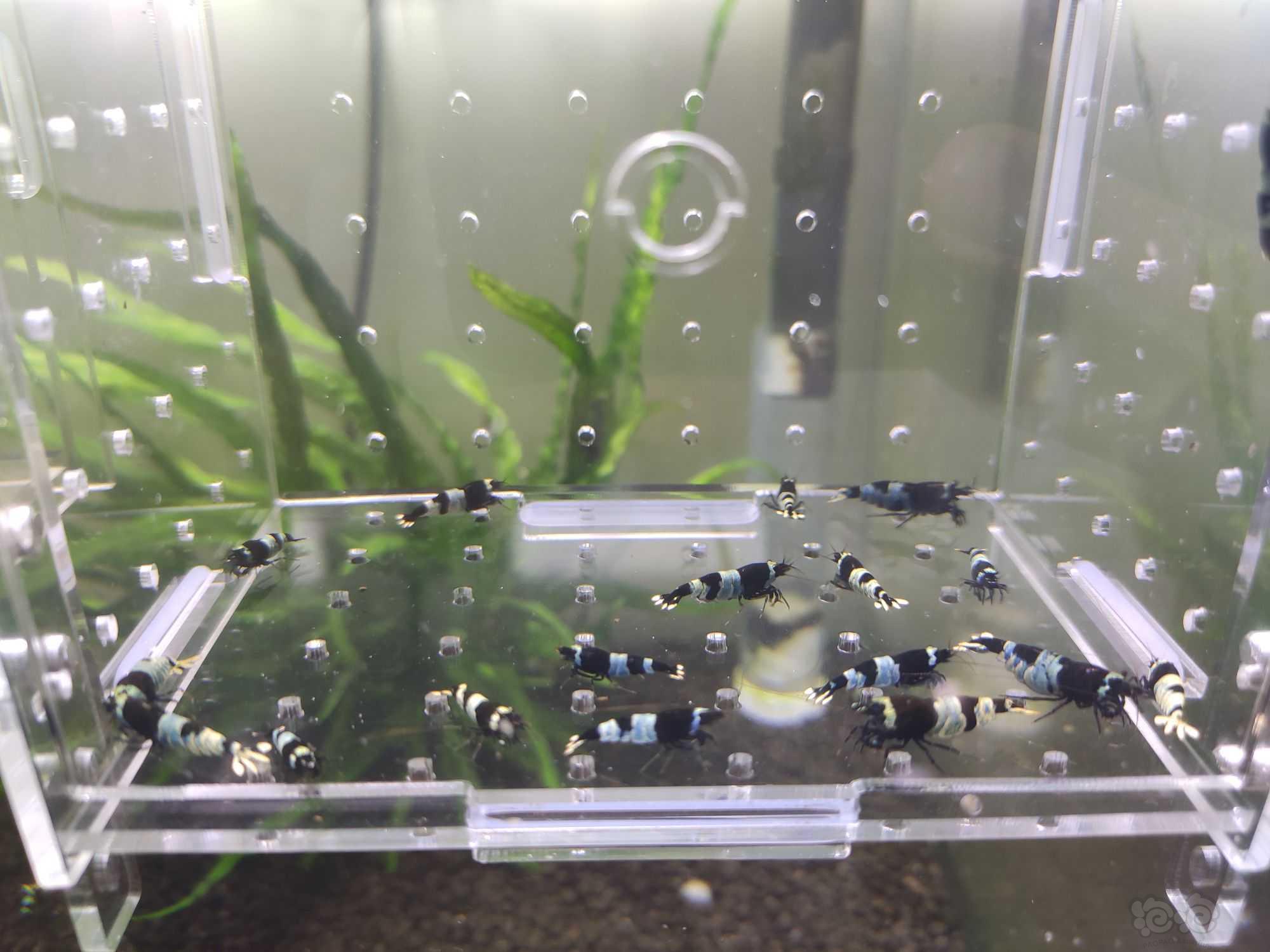 【水晶虾】出一份蓝化繁殖组和一份小虾-图3