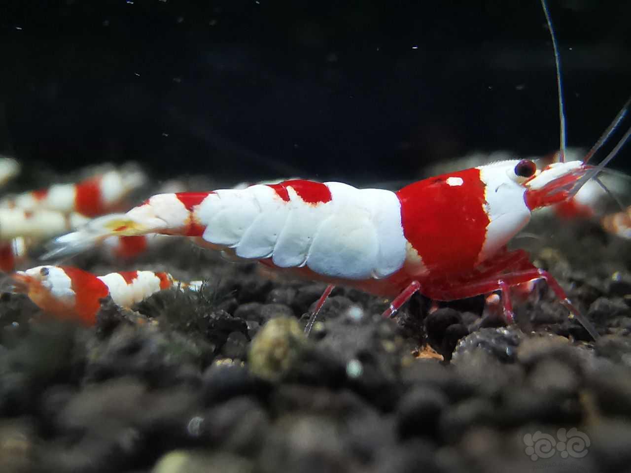 重甲红白虾-图3