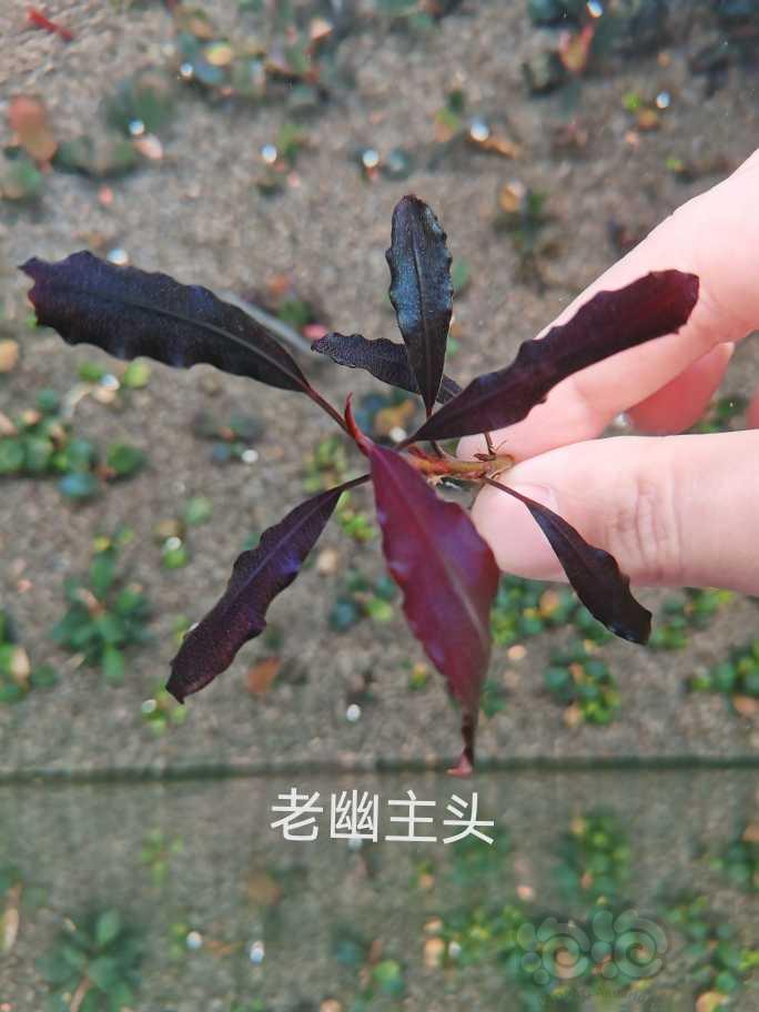 【水草】2022-07-24#RMB拍卖# 黑天使2颗，老幽.香山玉-图3