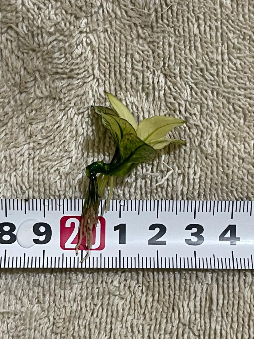 【水草】2022-07-02#RMB拍卖#迷你白和穿山甲榕一组-图3