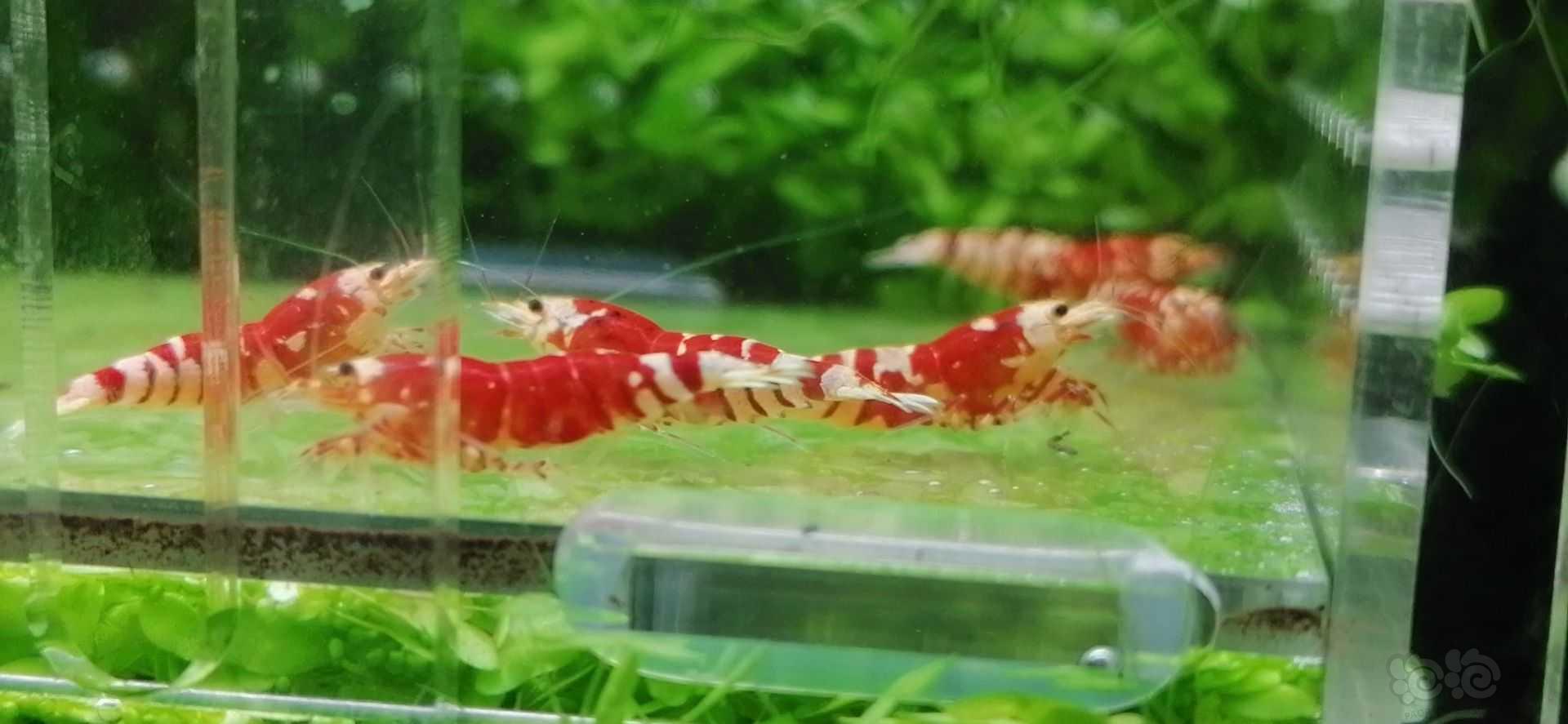 【虾】2022-07-23#RMB拍卖红花虎新成母6只-图1
