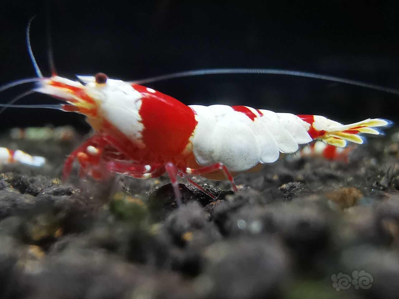 红白母虾-图4