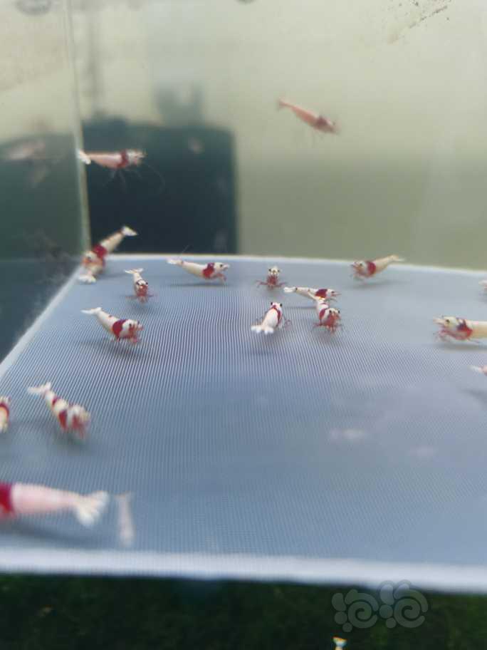 【虾】2022-7-28#RMB拍卖纯血红白水晶虾50只-图1