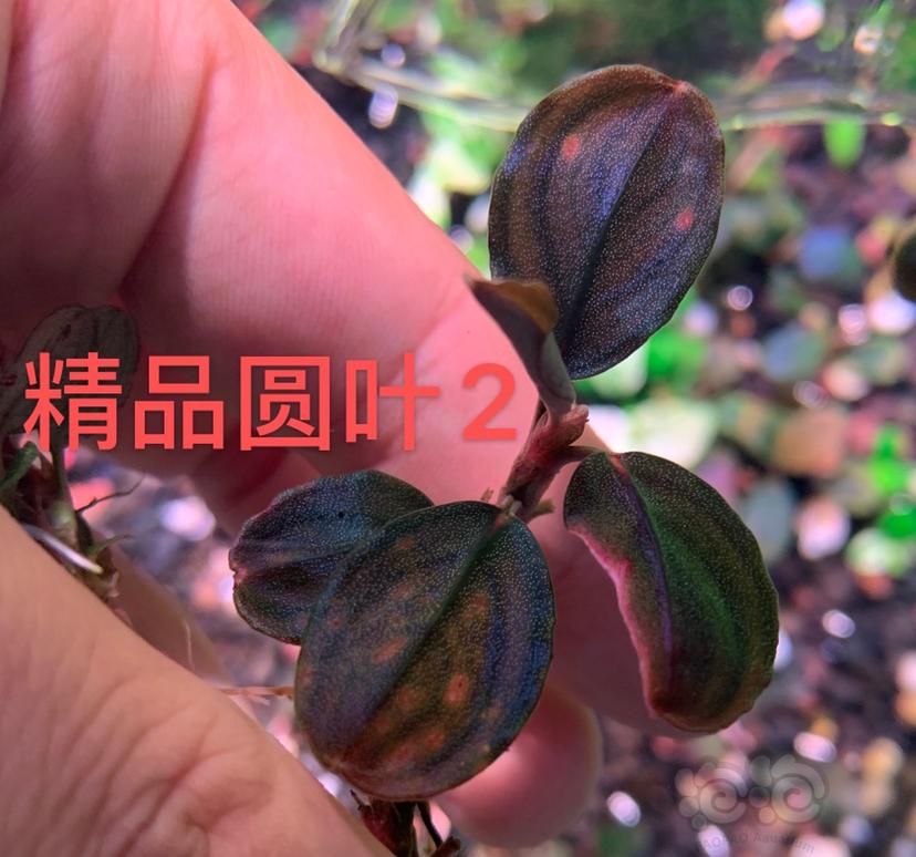 【水草】2022-07-17#RMB拍卖#六颗草-图2