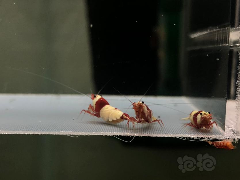 【虾】2022-7-7#RMB拍红白母虾一份3只。-图5