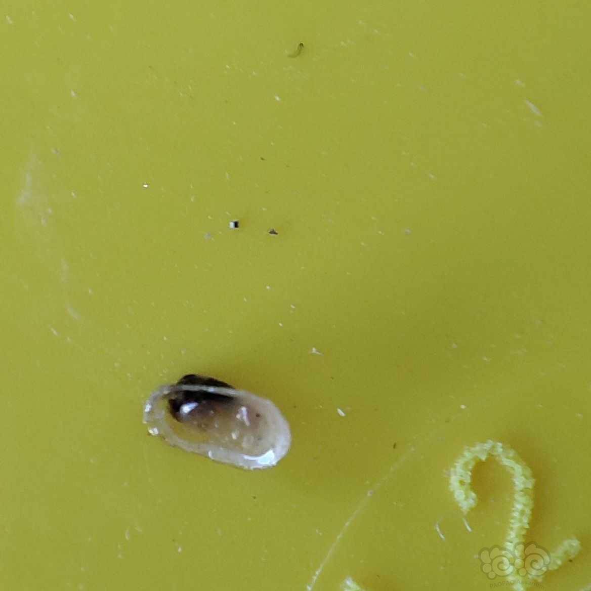 最后就是p56 细叶铁上面的一些白色点点 是什么卵之类的吗?