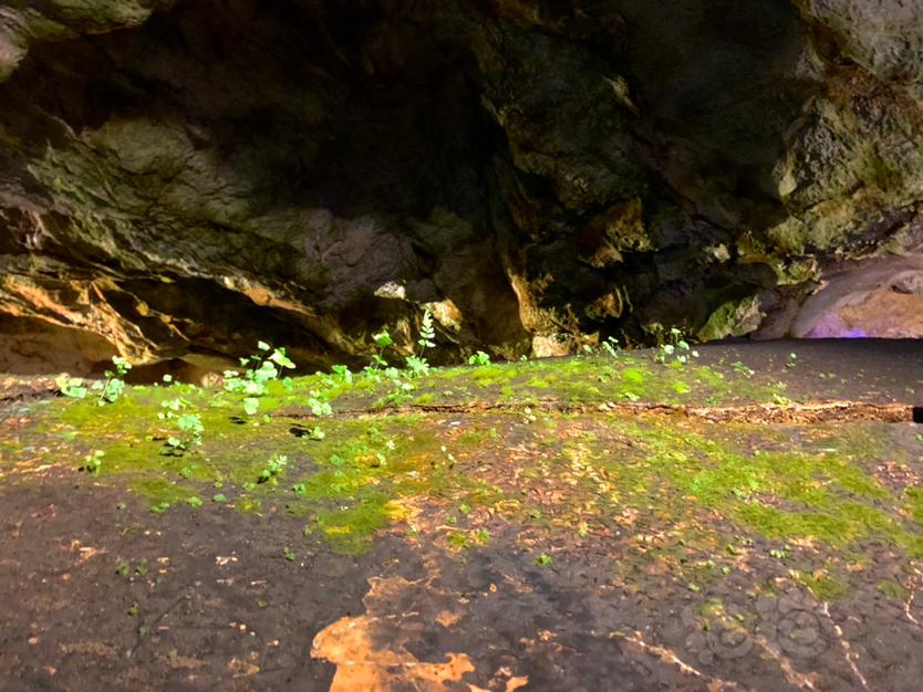 【苔藓】洞穴中的一抹绿色-图2