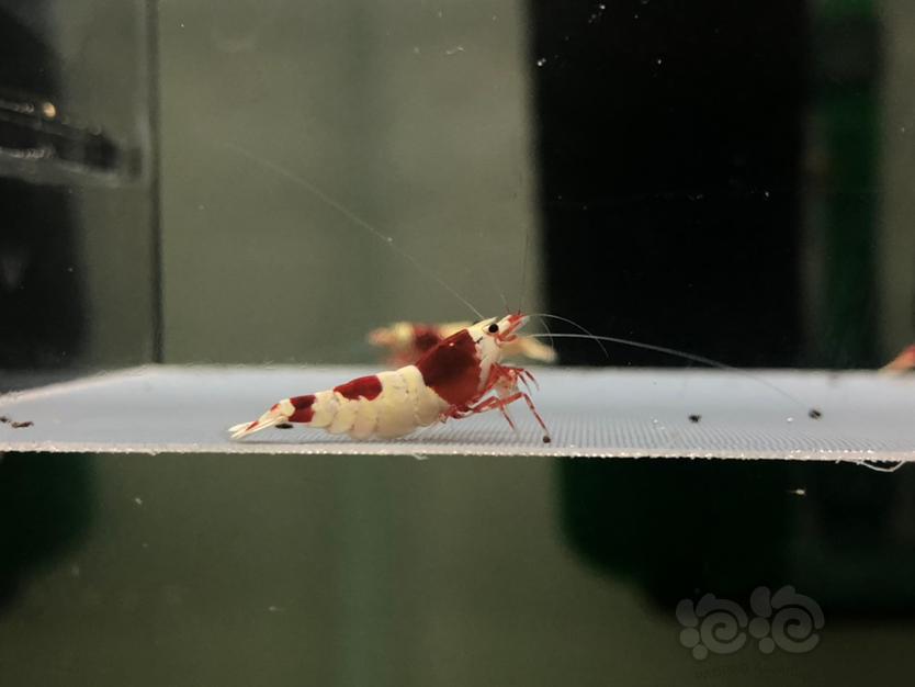 【虾】2022-7-7#RMB拍红白母虾一份3只。-图1