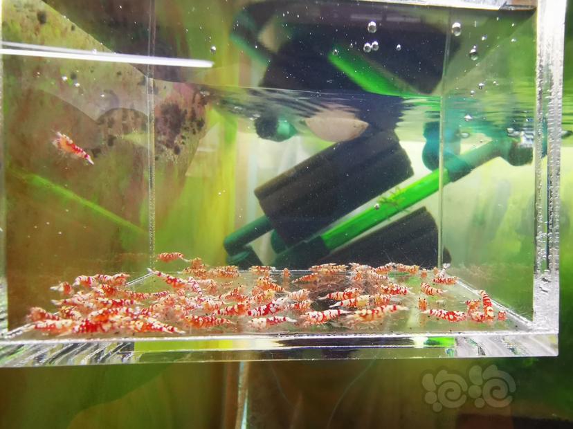 【虾】2022-07-11#RMB拍卖红花虎幼虾一组100只-图3