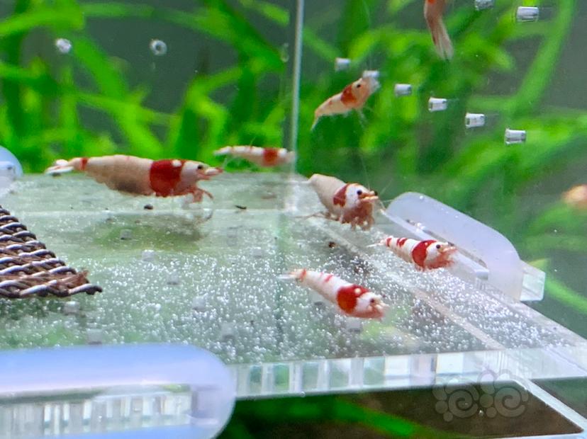 【虾】2022-7-11#RMB拍卖纯血红白2⃣️公4⃣️母、🔟只苗子-图2