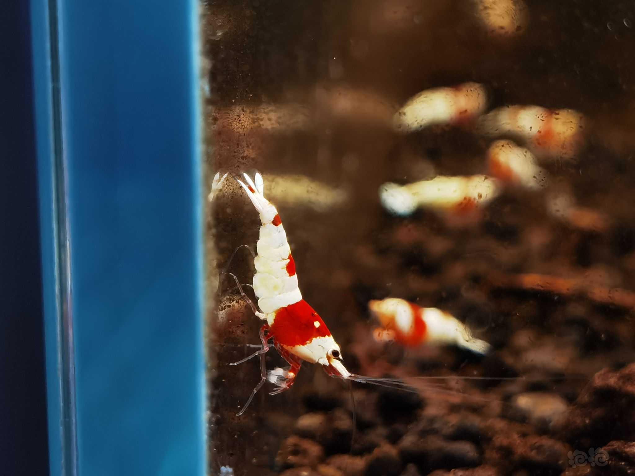 【水晶虾】出自养名家系统厚甲红白水晶虾-图2