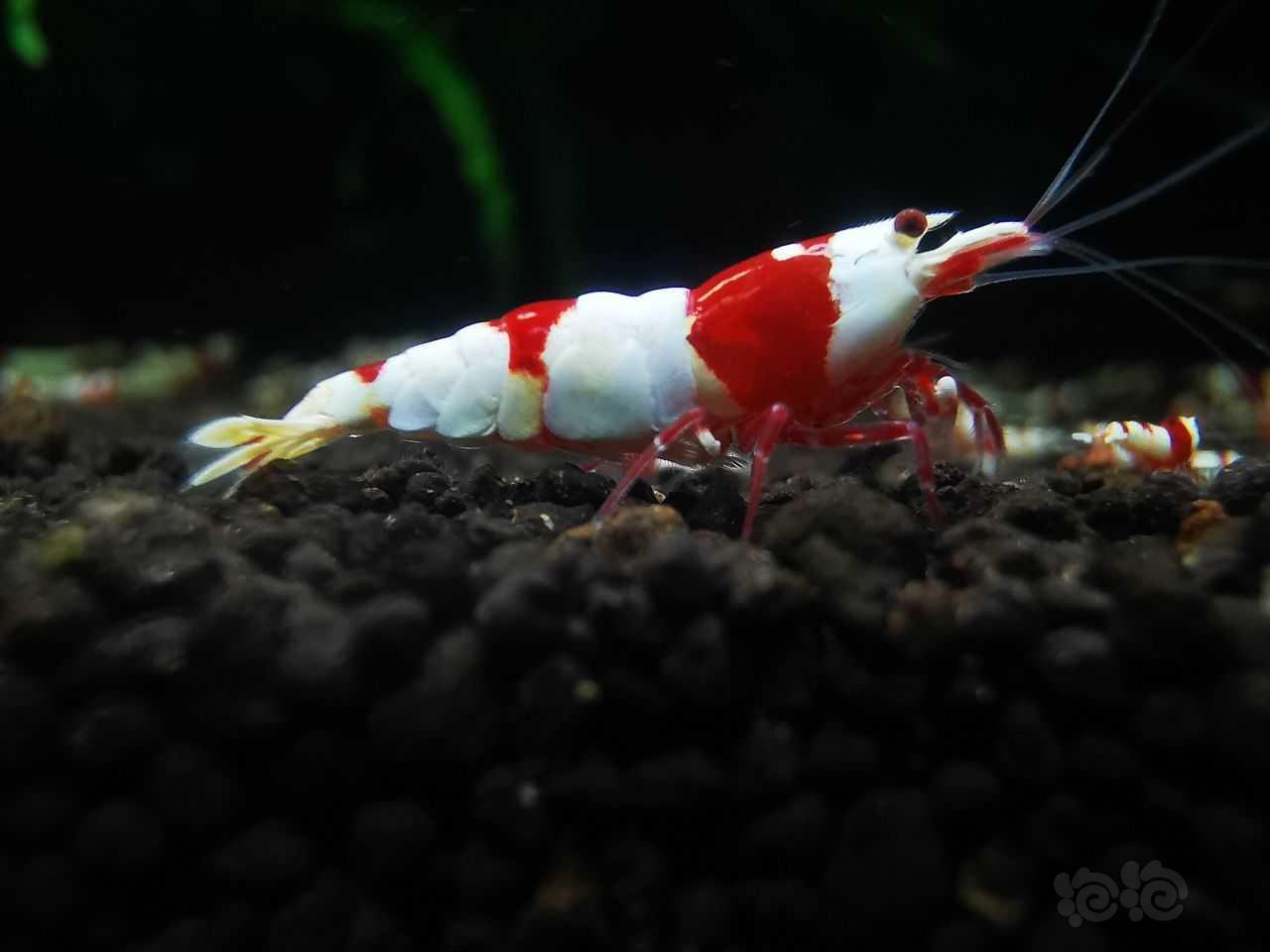 红白虾-图3