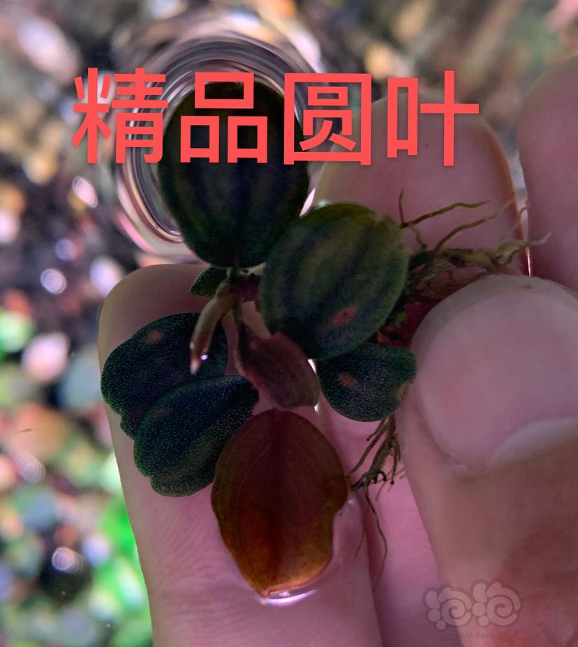 【水草】2022-07-17#RMB拍卖#六颗草-图1