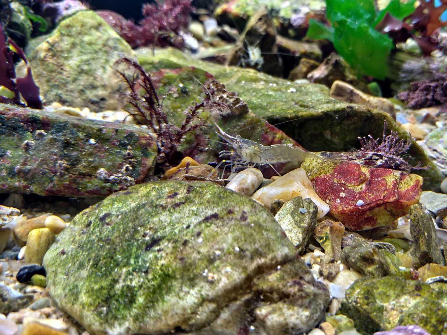 原生海藻、海草缸-图3