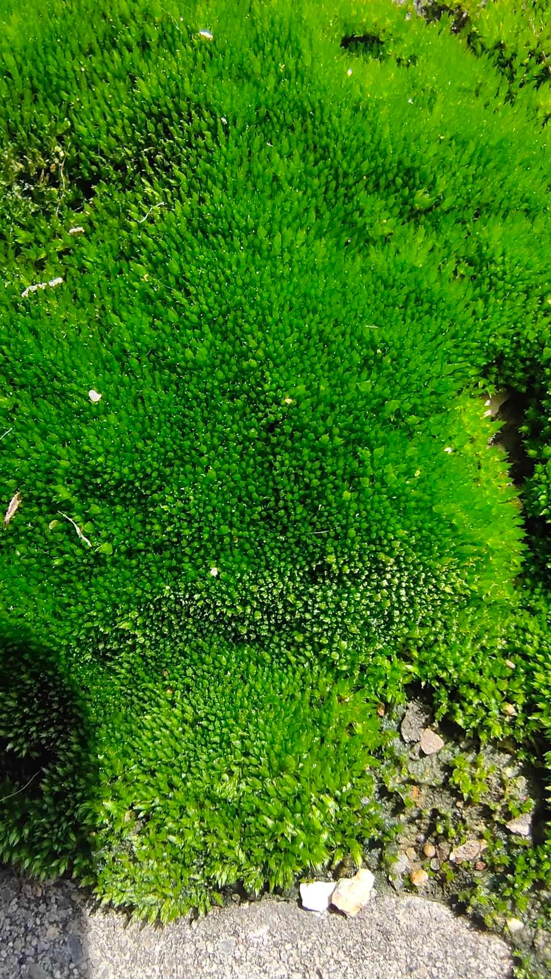 小苔藓上长个小植物-图2