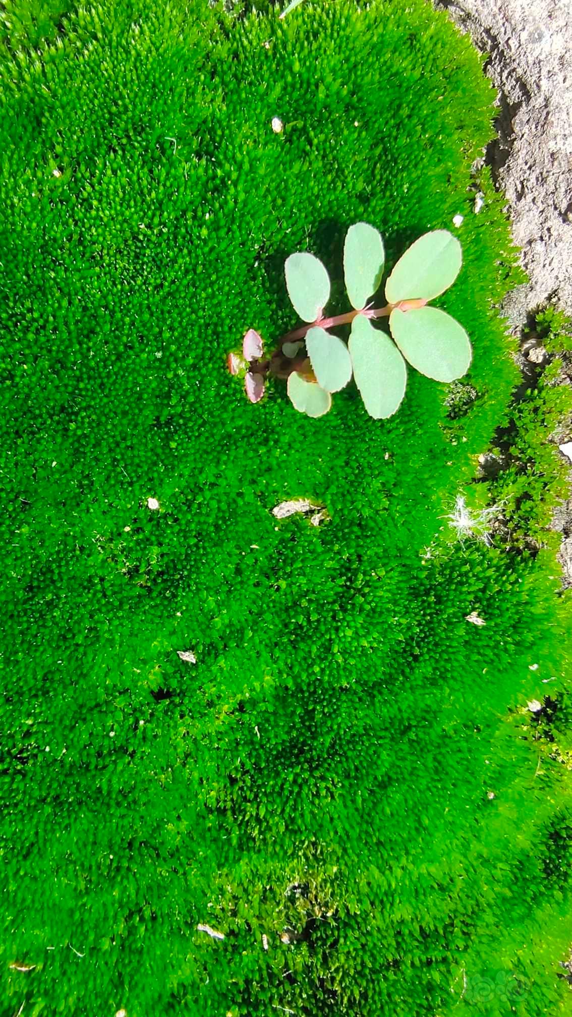 小苔藓上长个小植物-图1