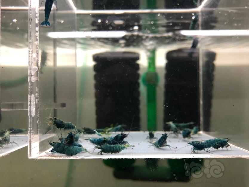 【水晶虾】处理一缸蓝面金刚成虾！-图9
