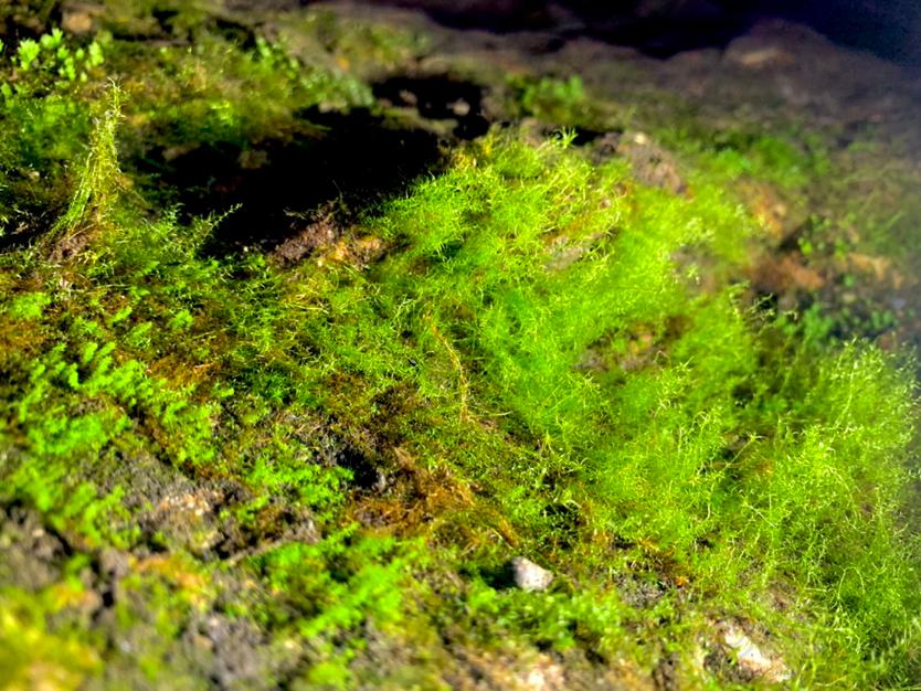 【苔藓】洞穴中的一抹绿色-图1