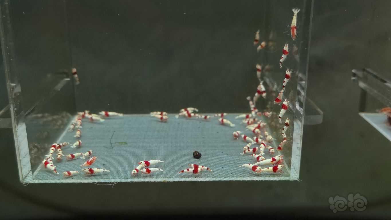 【水晶虾】出500只红白苗子-图5