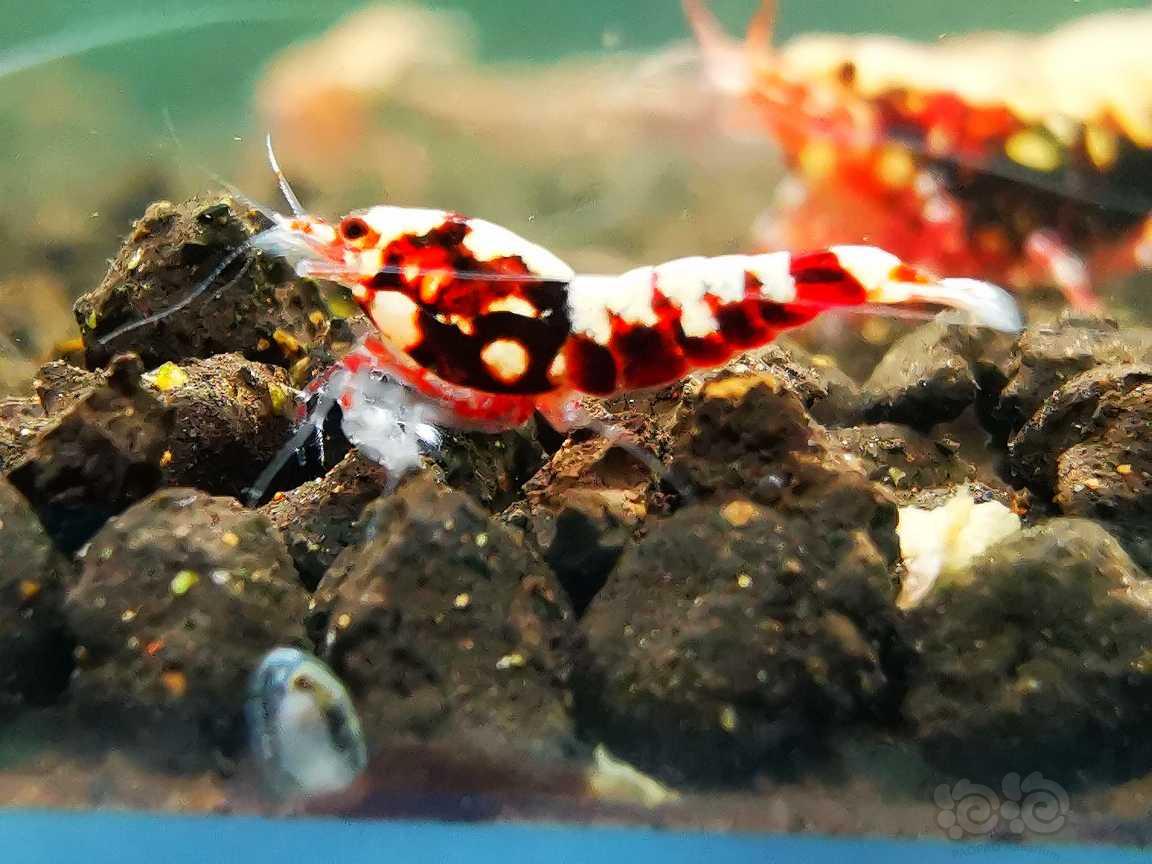 【虾】2022-07-01#RMB拍卖#红银河水晶虾10只-图5