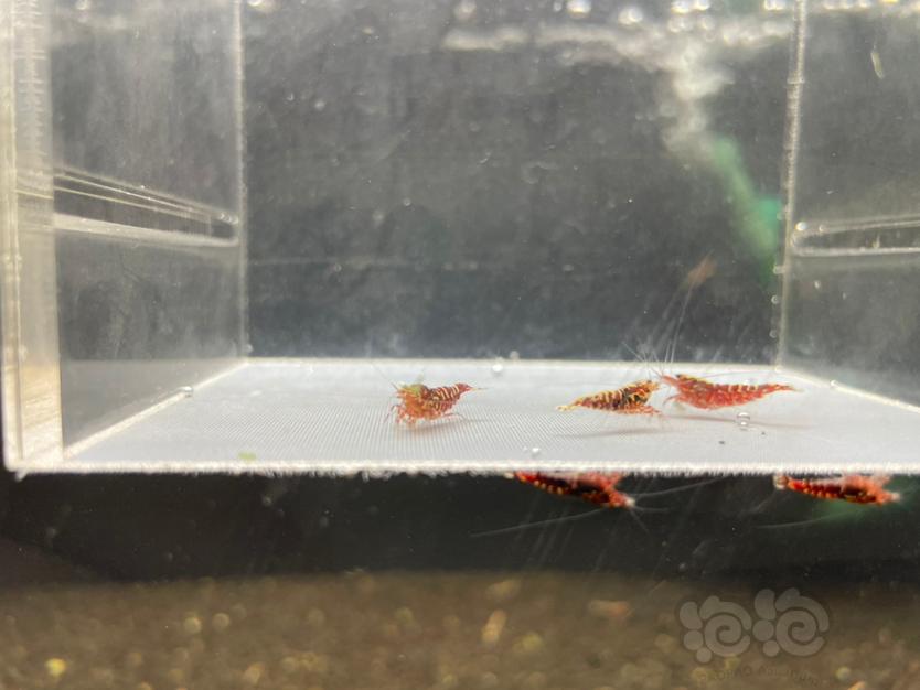 【虾】2022-07-07#红银河水晶虾拍卖3只-图2