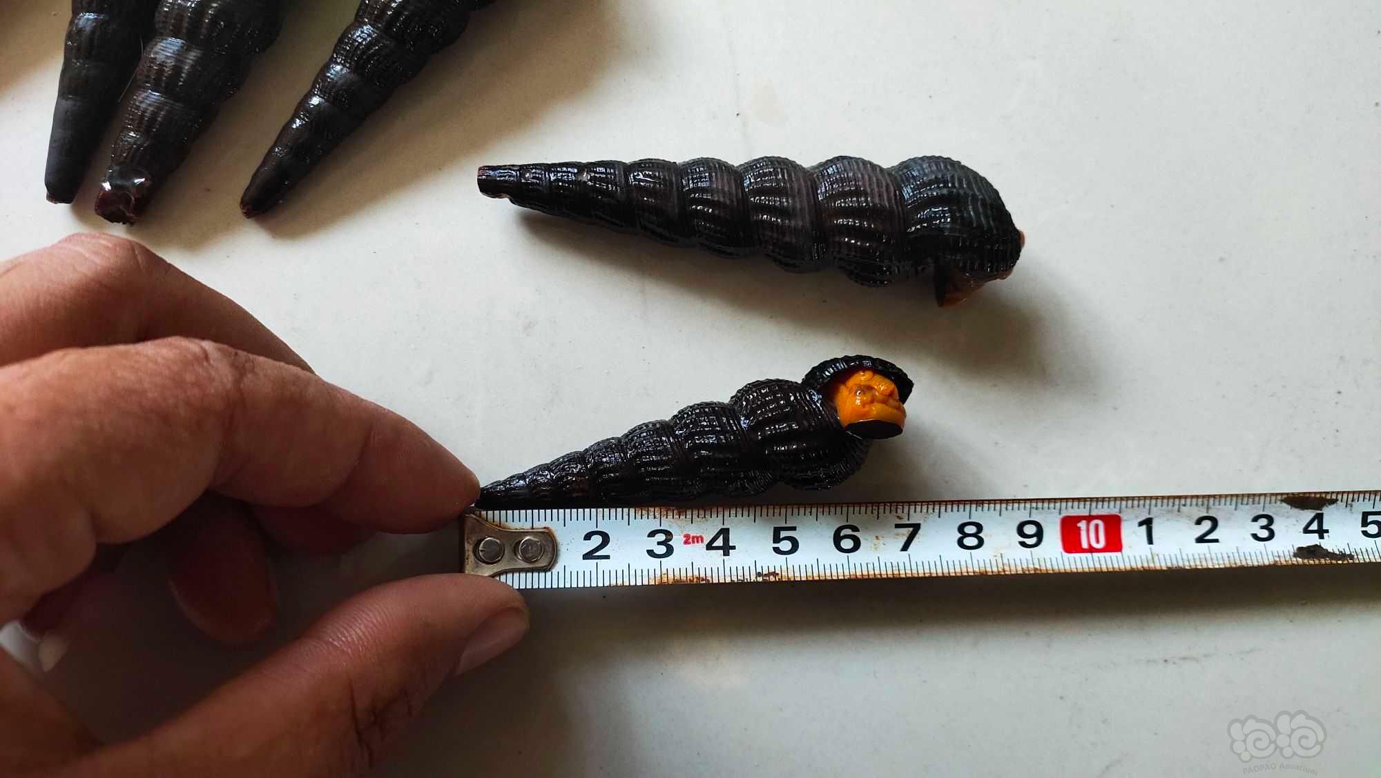 橙兔螺，大尺寸15只 实物拍摄-图2