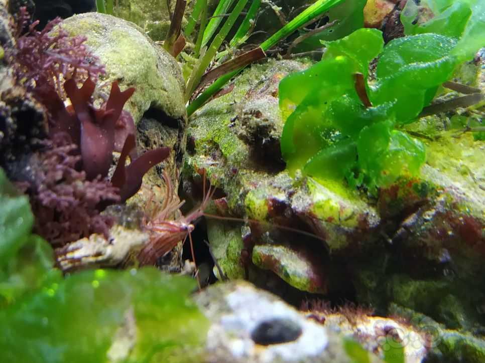原生海藻、海草缸-图7